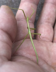 Didymuria violescens