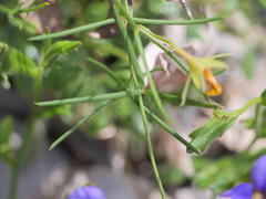 Gompholobium polymorphum