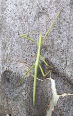 Didymuria violescens