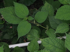 Boehmeria nivea