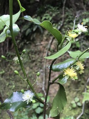 Passiflora tetrandra