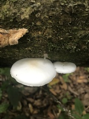 Oudemansiella australis