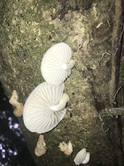 Oudemansiella australis