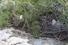 Ursinia pilifera