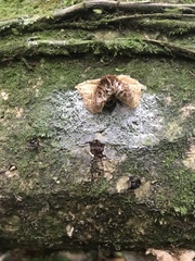 Oudemansiella australis