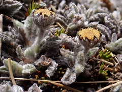 Leptinella albida