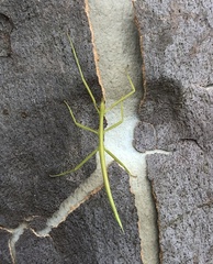 Didymuria violescens