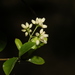 Hodgkinsonia ovatiflora - Photo (c) Greg Tasney, alguns direitos reservados (CC BY-SA), uploaded by Greg Tasney