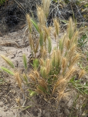 Hordeum marinum