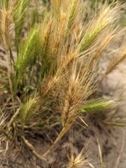Hordeum marinum