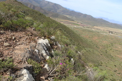 Ursinia pilifera