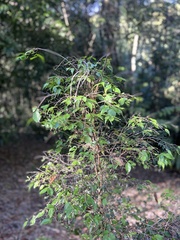 Syzygium luehmannii