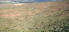 Ursinia pilifera