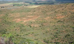 Ursinia pilifera