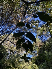 Pleiogynium timoriense