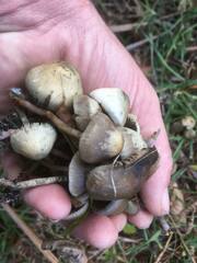Psilocybe serbica