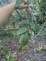 Pleiogynium timoriense