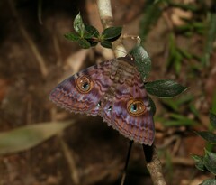 Speiredonia spectans