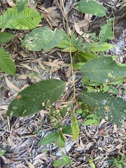 Syzygium suborbiculare