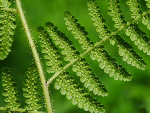 Hypolepis punctata iNat (1)