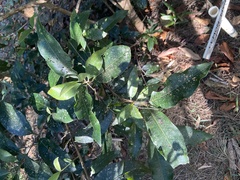 Backhousia citriodora