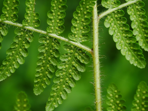 Image of Dotted Beadfern (Hypolepis punctata) by (c) Jacy Chen, some rights reserved (CC BY)