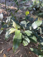 Backhousia citriodora