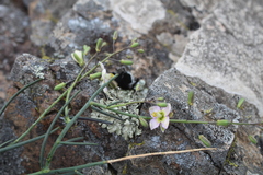 Heliophila cornuta squamata
