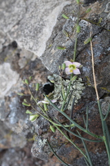 Heliophila cornuta squamata