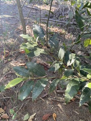 Backhousia citriodora