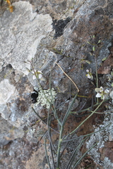 Heliophila cornuta squamata