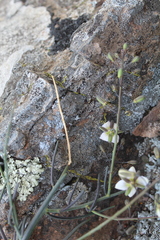 Heliophila cornuta squamata
