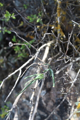 Heliophila cornuta squamata