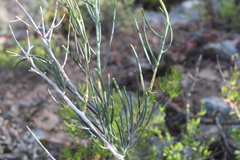 Heliophila cornuta squamata