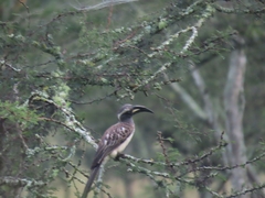 Lophoceros nasutus