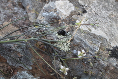 Heliophila cornuta squamata