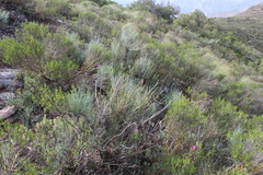 Anginon swellendamense