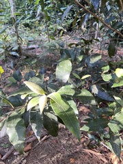 Backhousia citriodora