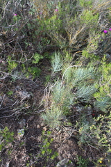 Anginon swellendamense