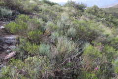Anginon swellendamense