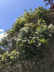 Metrosideros bartlettii