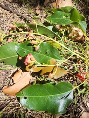Brachychiton acerifolius
