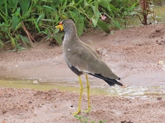 Vanellus senegallus