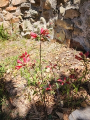 Alstroemeria psittacina