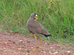Vanellus senegallus