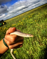 Ophisaurus attenuatus