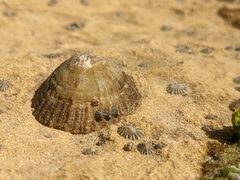 Cellana