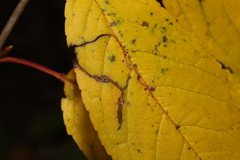 Lyonetia clerkella