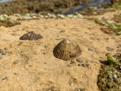 Cellana