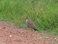Vanellus senegallus